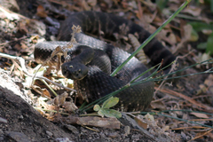 Crotalus oreganus helleri