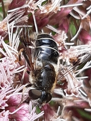 Eristalis rupium