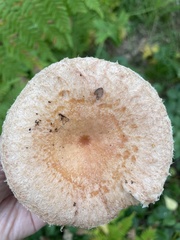 Lactarius torminosus