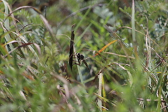 Proctacanthus milbertii