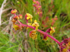 Tetragonia