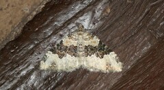 Epirrhoe galiata