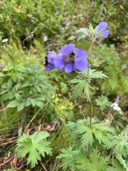 Geranium erianthum