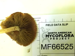 Psathyrella spintrigeroides