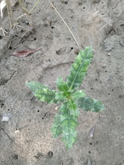 Acanthus ilicifolius