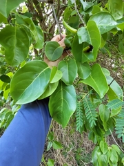 Pisonia subcordata