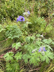 Geranium erianthum