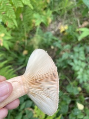 Lactarius torminosus
