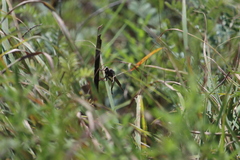 Proctacanthus milbertii