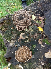 Trametes versicolor