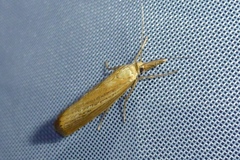 Agriphila straminella