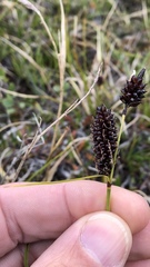 Carex membranacea