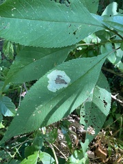 Calycomyza
