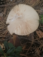 Amanita pantherina