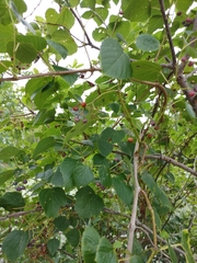 Ampelopsis cordata