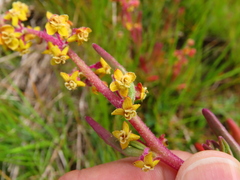 Tetragonia