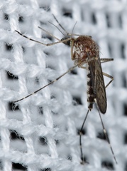 Aedes camptorhynchus