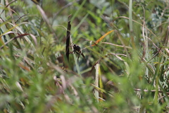 Proctacanthus milbertii