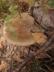 Amanita pantherina