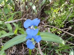 Commelina diffusa