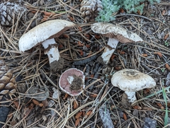 Agaricus subfloccosus