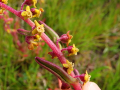 Tetragonia