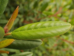 Frangula californica californica