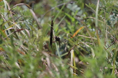 Proctacanthus milbertii