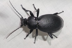 Carabus coriaceus