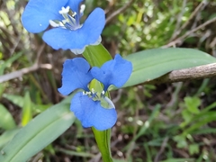 Commelina diffusa