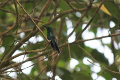 Thalurania glaucopis