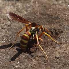 Poecilopompilus interruptus