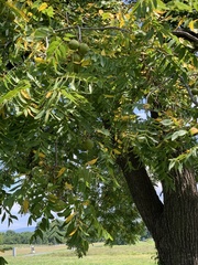 Juglans nigra
