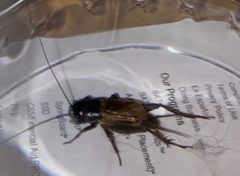 Gryllus