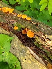 Craterellus ignicolor