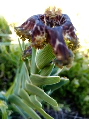 Ferraria crispa