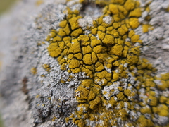 Candelariella coralliza