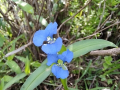 Commelina diffusa