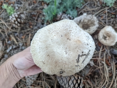 Agaricus subfloccosus