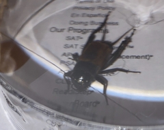 Gryllus