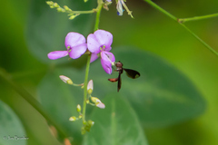 Ocyptamus fuscipennis