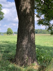 Juglans nigra