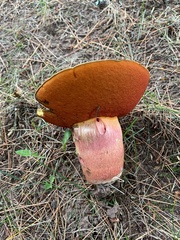 Boletaceae