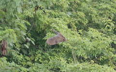Gallicrex cinerea