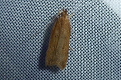 Helcystogramma lutatella