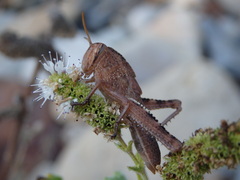Anacridium aegyptium