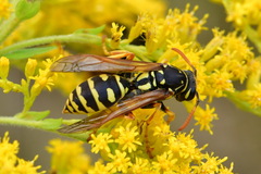 Polistes dominula
