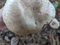 Agaricus subfloccosus