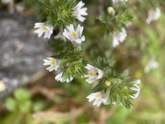 Euphrasia stricta