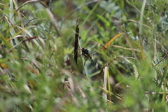 Proctacanthus milbertii